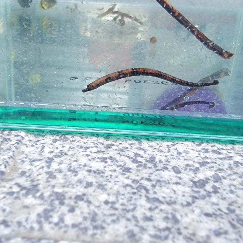 画像1: 《近海産海水魚》【珍】ボウヨウジ（画像の個体です）…当店ハンドコート採取