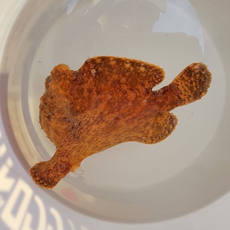 画像4: 《近海産海水魚》オオモンカエルアンコウ(画像の個体です)・・ハンドコ ート採取