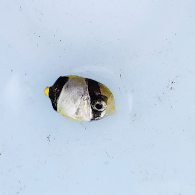 画像1: 《近海産海水魚》【レアサイズ】ヤリカタギ　ベビー（画像の個体です）・・当店ハンドコート採取