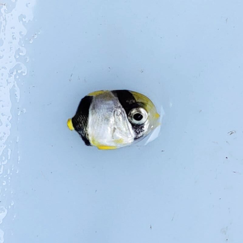 画像3: 《近海産海水魚》【レアサイズ】ヤリカタギ　ベビー（画像の個体です）・・当店ハンドコート採取