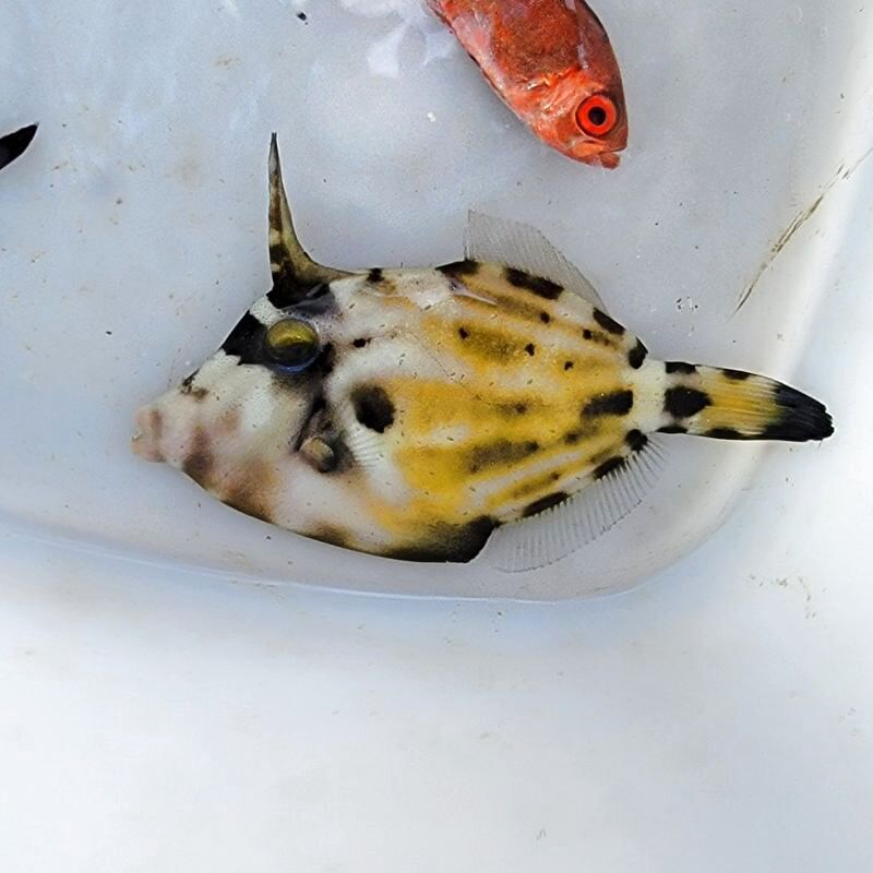 画像2: 《近海産海水魚》メガネウマヅラハギ（Sサイズ）…ハンドコート採取