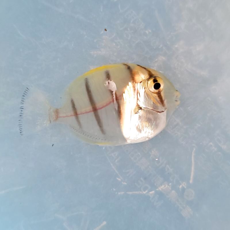 画像2: 《近海産海水魚》シマハギ　幼魚(透明レアサイズ)・・・当店ハンドコート採取