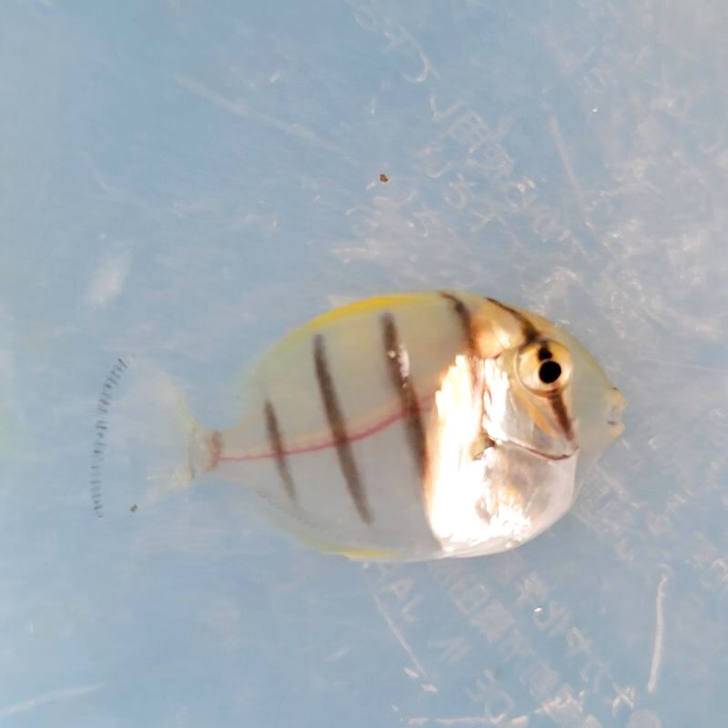 画像1: 《近海産海水魚》シマハギ　幼魚(透明レアサイズ)・・・当店ハンドコート採取