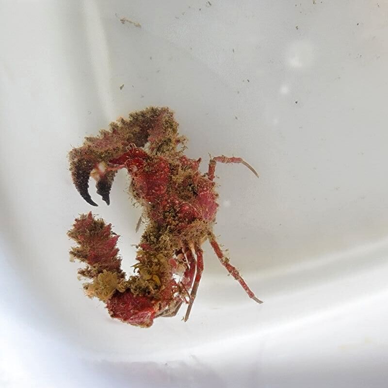 画像2: 《近海産甲殻類》ツノダシヒシガニ（画像の個体です）…赤いです