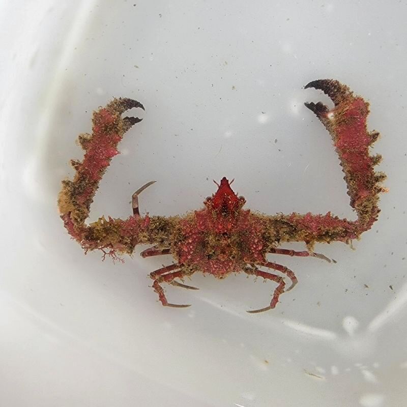 画像4: 《近海産甲殻類》ツノダシヒシガニ（画像の個体です）…赤いです