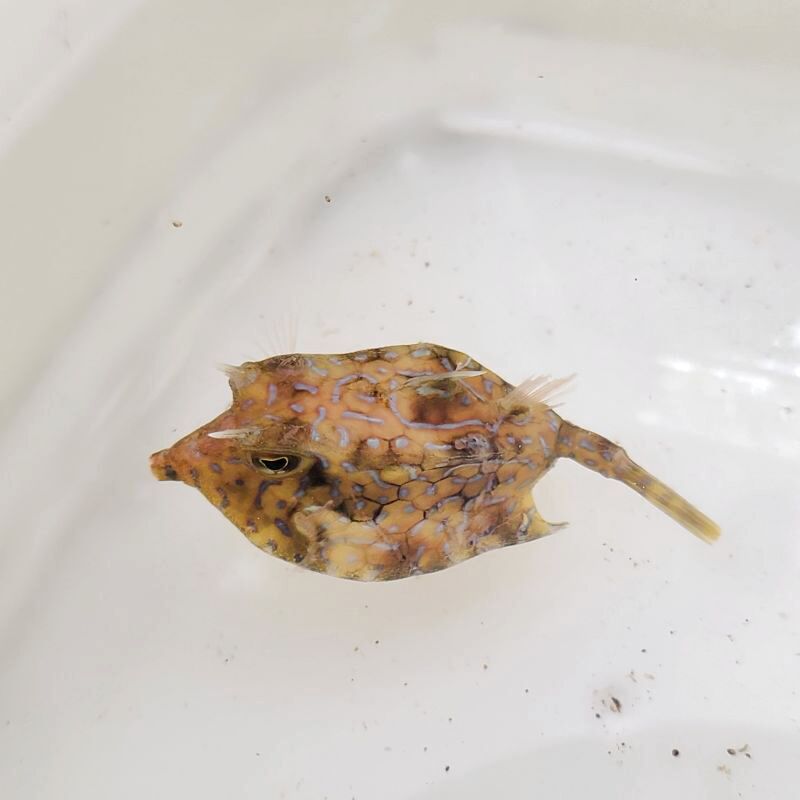 画像1: 《近海産海水魚》シマウミスズメ（Sサイズ）…ハンドコート採取
