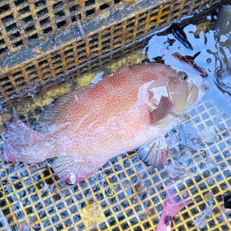 画像4: 《近海産海水魚》激レア・・・アザハタ（Lサイズ・・・画像の美色個体です）…ハンドコート採取