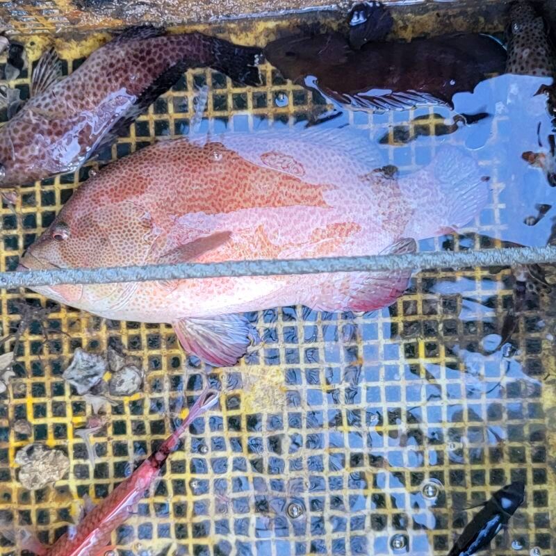 画像3: 《近海産海水魚》激レア・・・アザハタ（Lサイズ・・・画像の美色個体です）…ハンドコート採取