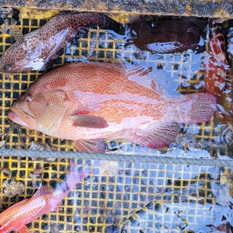 画像1: 《近海産海水魚》激レア・・・アザハタ（Lサイズ・・・画像の美色個体です）…ハンドコート採取