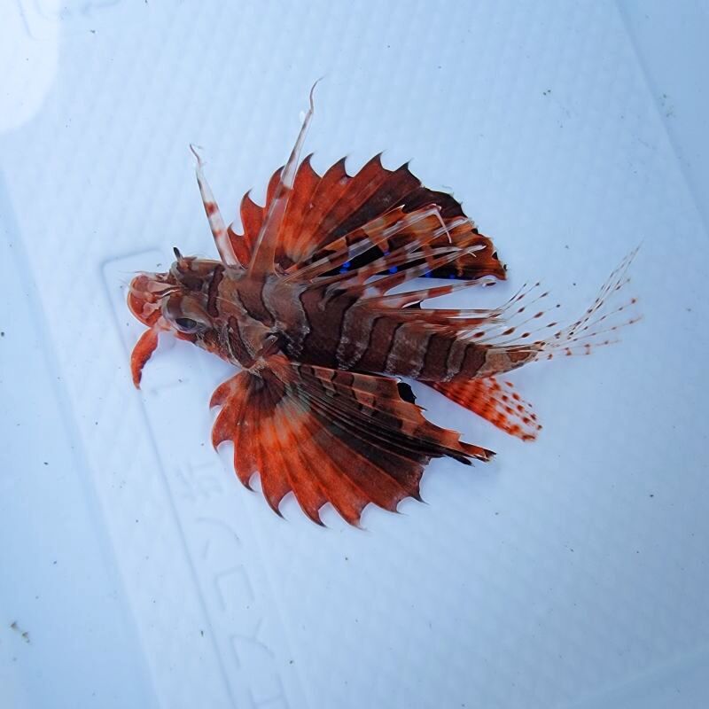画像2: 《近海産海水魚》【ウルトラレアサイズ】セトミノカサゴ幼魚…ハンドコート採取