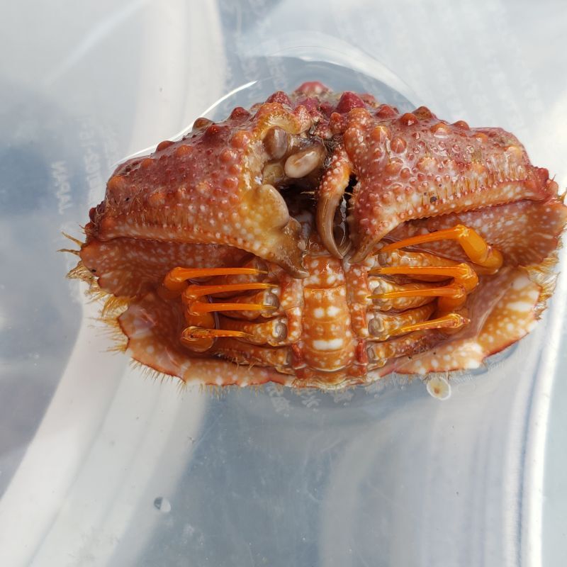 画像2: 《近海産甲殻類》コブカラッパ（画像の個体です）…