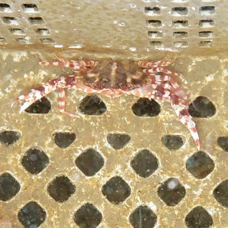 画像5: 《近海産甲殻類》シマイシガニ（Sサイズ）…当店ハンドコート採取