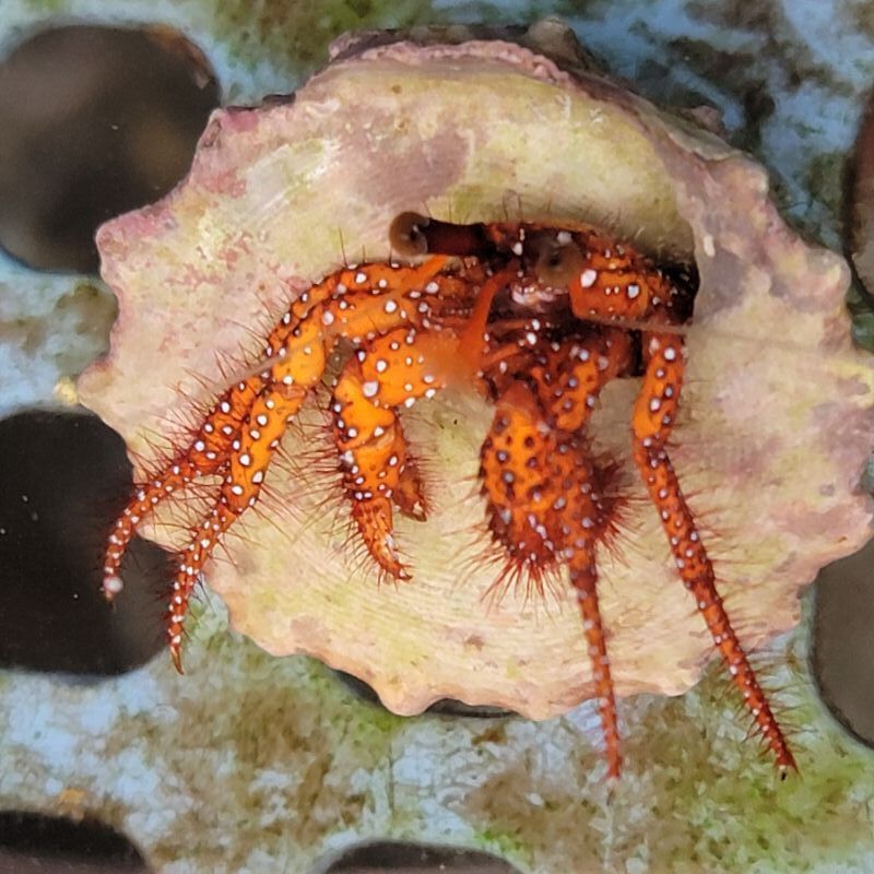 画像1: 《近海産甲殻類》コモンヤドカリ