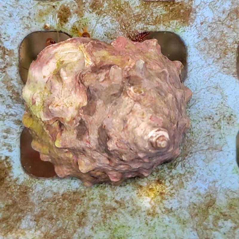 画像3: 《近海産甲殻類》コモンヤドカリ