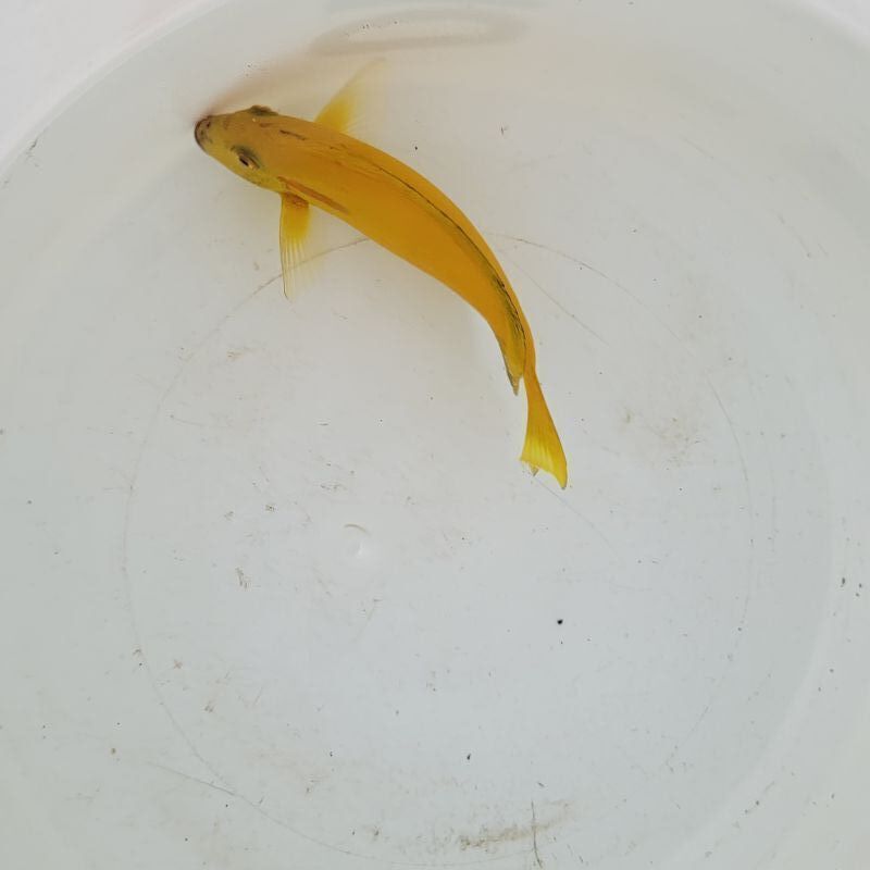 画像3: 《近海産海水魚》モンツキハギ（画像の個体です）…幼魚色