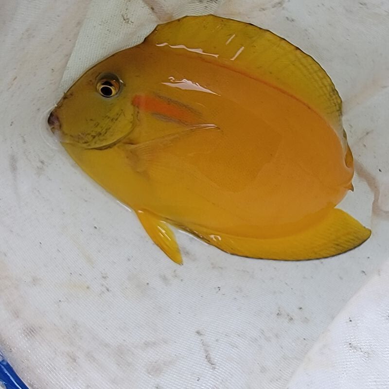 画像1: 《近海産海水魚》モンツキハギ（画像の個体です）…幼魚色