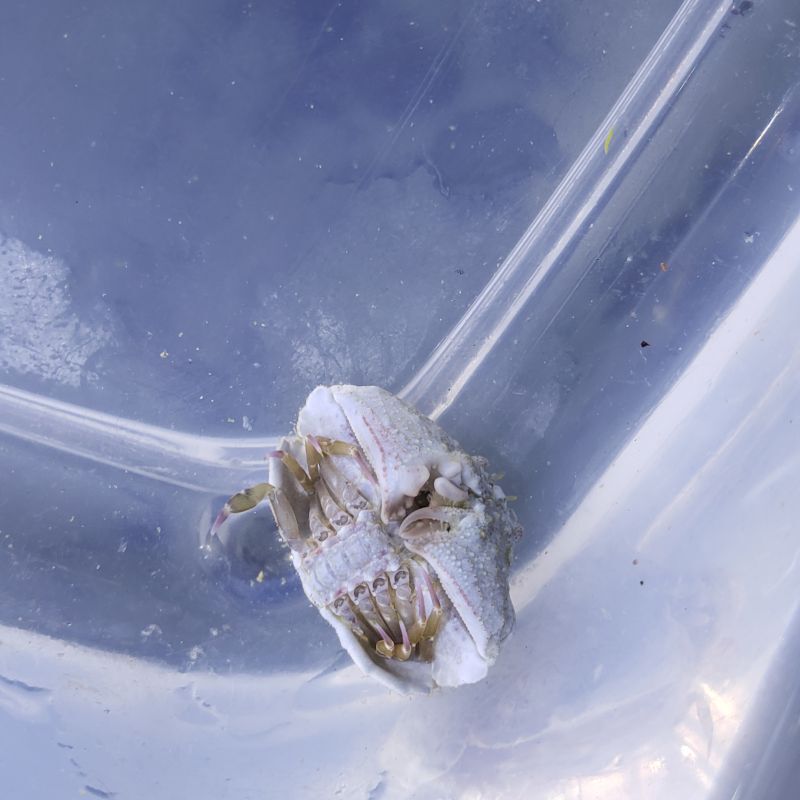 画像2: 《近海産甲殻類》【珍サイズ】コブカラッパの珍色(画像の個体です)…当店ハンドコート採取