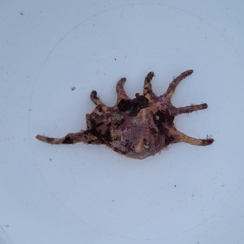 画像2: 《近海産甲殻類》クモガイ（画像の個体です）…ハンドコート採取