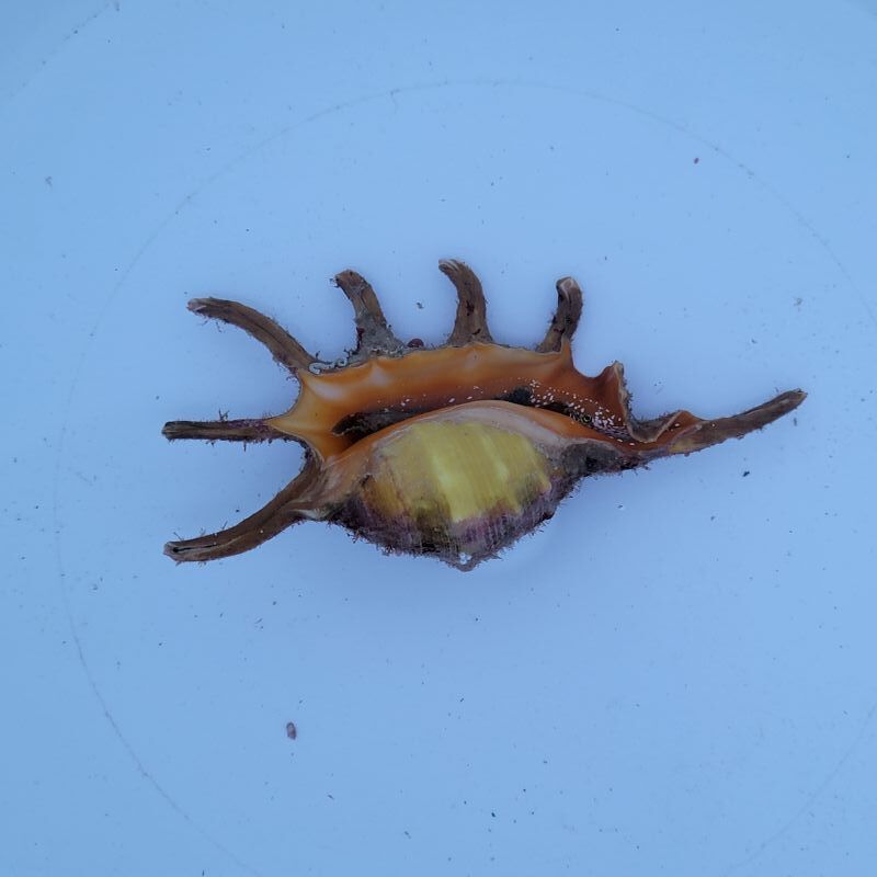 画像1: 《近海産甲殻類》クモガイ（画像の個体です）…ハンドコート採取