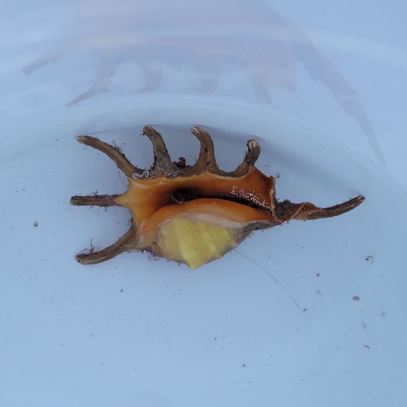 画像3: 《近海産甲殻類》クモガイ（画像の個体です）…ハンドコート採取