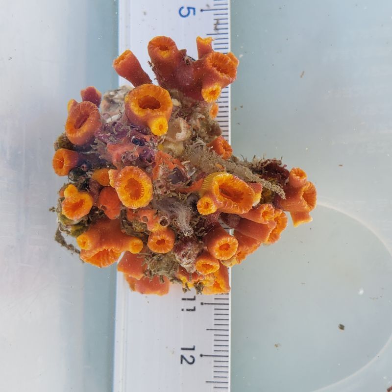 画像2: 《近海産海洋生物》【珍】キサンゴの一種