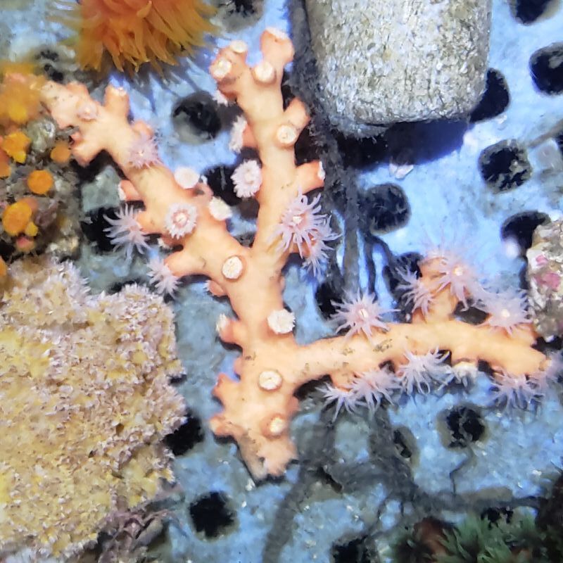 画像4: 《近海産海洋生物》ボシュマキサンゴ・・・白い花を咲かせます！