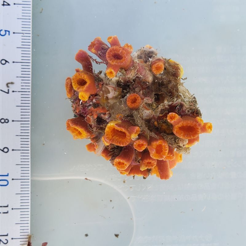 画像1: 《近海産海洋生物》【珍】キサンゴの一種