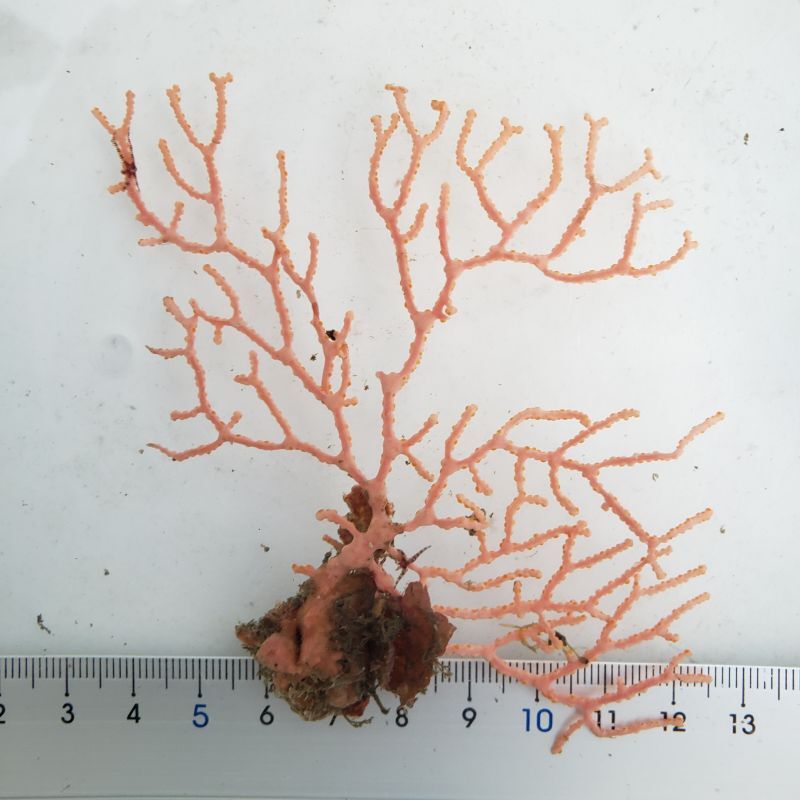 画像1: 《近海産海洋生物》イソバナ