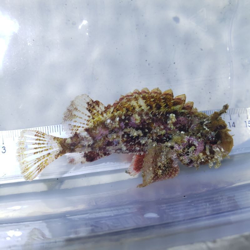 画像1: 《近海産海水魚》フサカサゴ科の一種（画像の個体です）・・当店ハンドコート採取