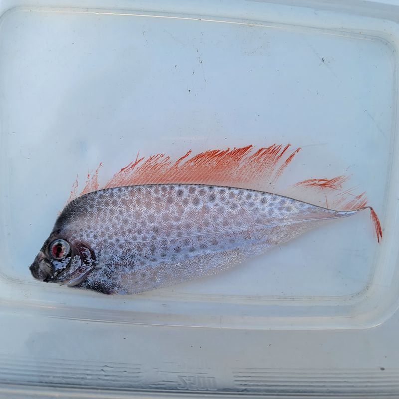 画像3: 《近海産深海魚》【激レア】冷凍フリソデウオ（画像の個体です）‥約20センチ±