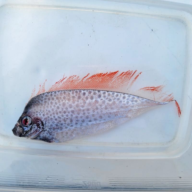 画像1: 《近海産深海魚》【激レア】冷凍フリソデウオ（画像の個体です）‥約20センチ±