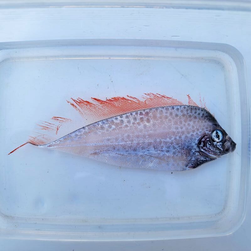 画像2: 《近海産深海魚》【激レア】冷凍フリソデウオ（画像の個体です）‥約20センチ±