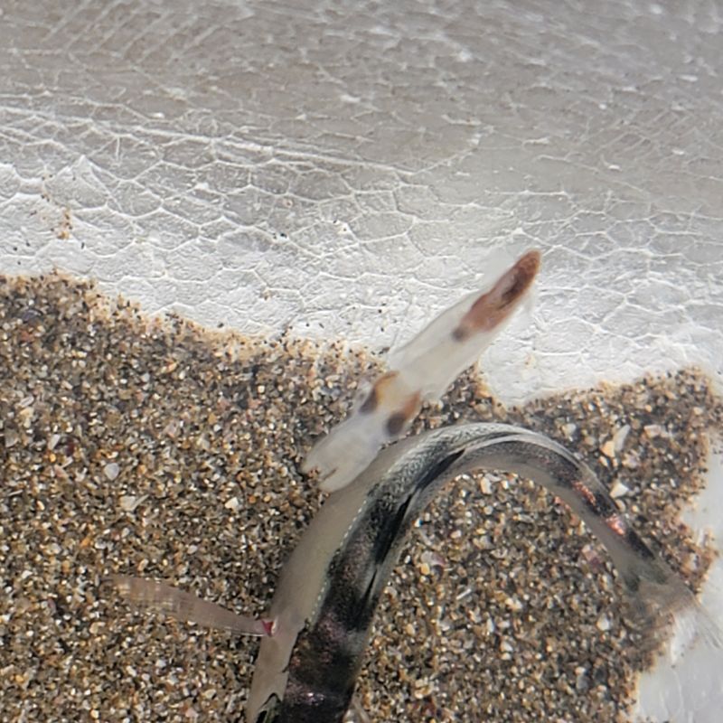 画像2: 《近海産甲殻類》世界最小のイカ・・ヒメイカの2匹セット…当店ハンドコート採取