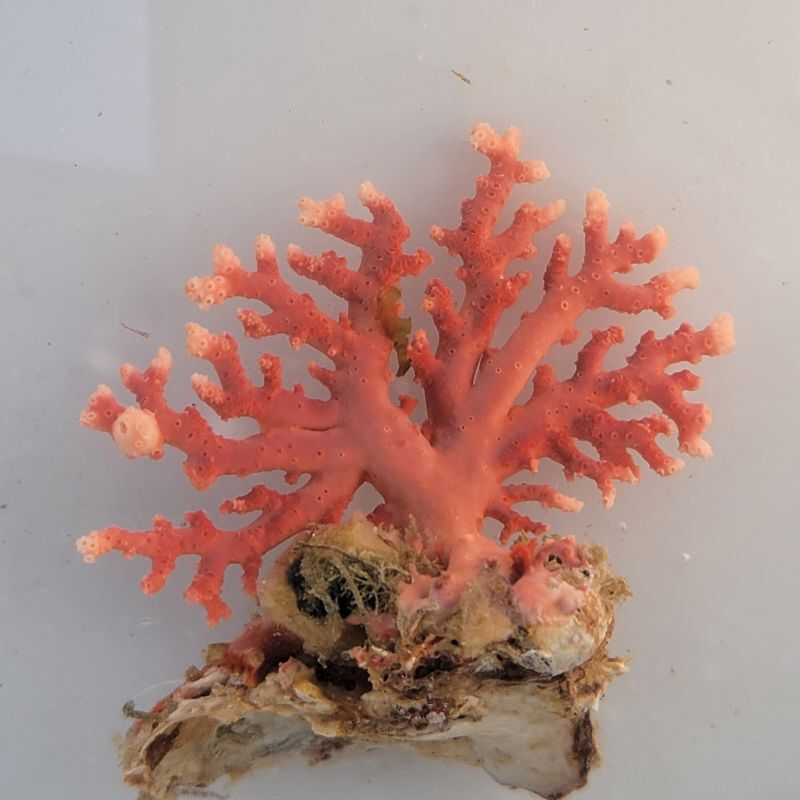 画像2: 《近海産海洋生物》サンゴモドキ