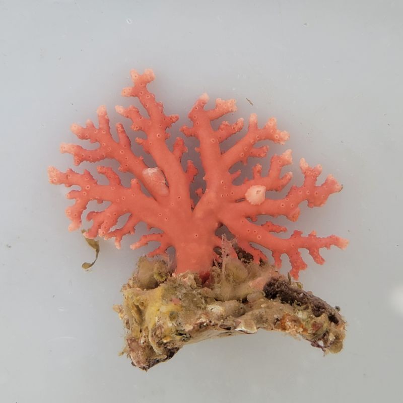 画像1: 《近海産海洋生物》サンゴモドキ