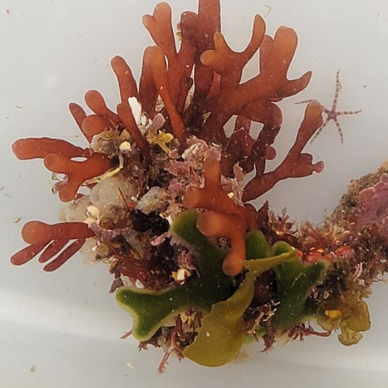 画像2: 《近海産海洋生物》LWL（海藻類、活着）…ハンドコート採取