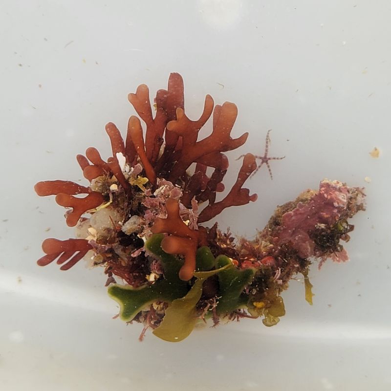 画像1: 《近海産海洋生物》LWL（海藻類、活着）…ハンドコート採取