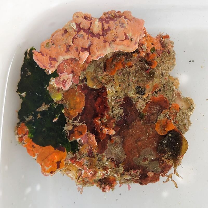 画像1: 《近海産海洋生物》LWL（海藻類、石灰藻活着）…ハンドコート採取