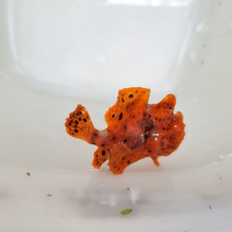 画像2: 《近海産海水魚》☆★☆オオモンカエルアンコウ…オレンジの激美色個体です