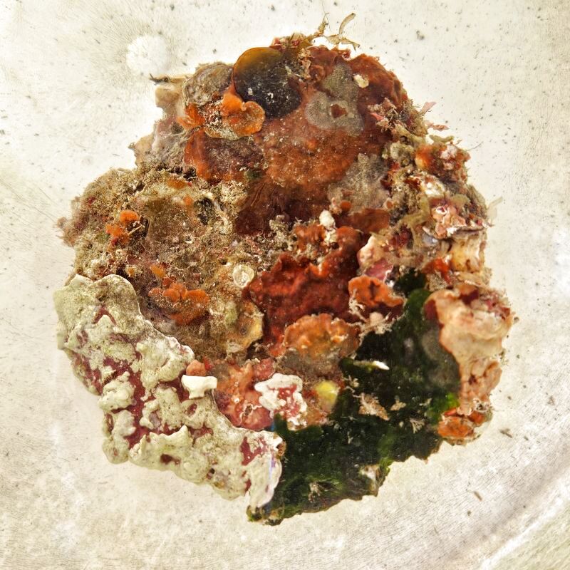 画像2: 《近海産海洋生物》LWL（海藻類、石灰藻活着）…ハンドコート採取