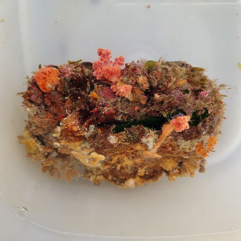 画像3: 《近海産海洋生物》ハルトボヤ（ベニウミトサカ、海藻類着床）…ハンドコート採取