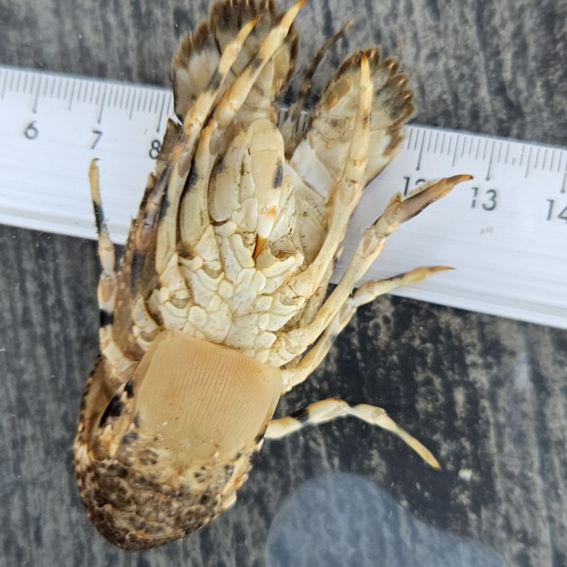 画像2: 《近海産甲殻類》キタンヒメセミエビ　爪１欠損…(画像の個体です)ハンドコート採取