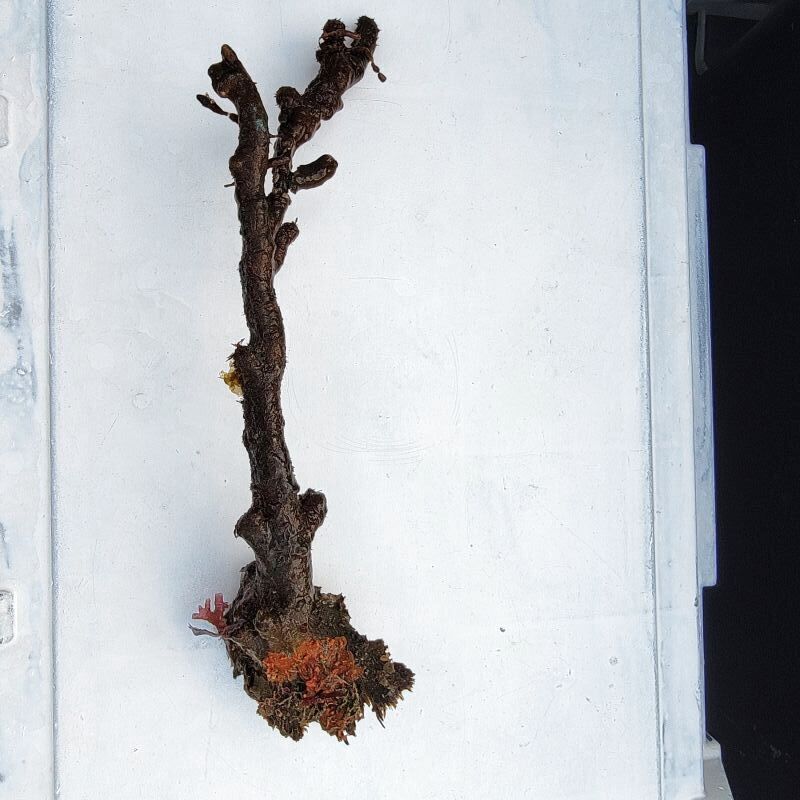 画像2: 《近海産海洋生物》朽ち木…カイメン、海藻活着