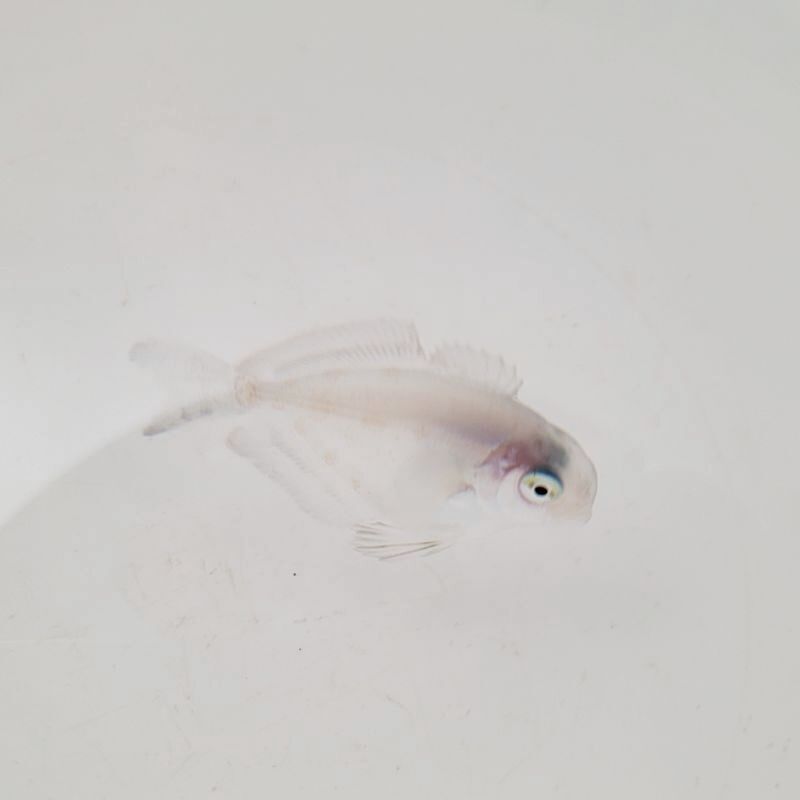 画像3: 《近海産海水魚》ハナビラウオ幼魚…ハンドコート採取