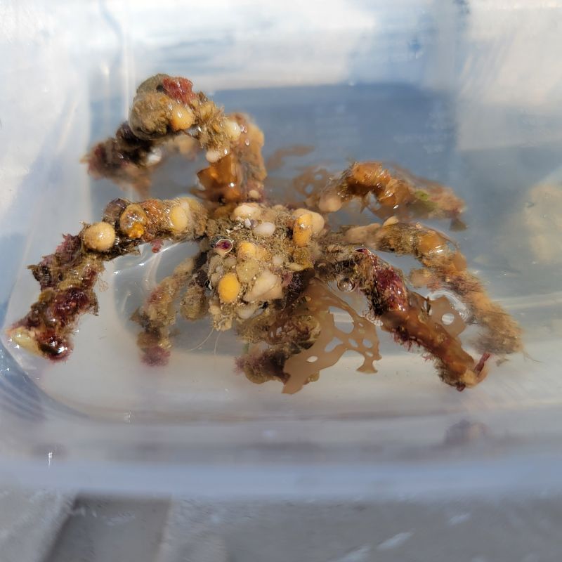 画像3: 《近海産甲殻類》モクズショイ…ハンドコート採取