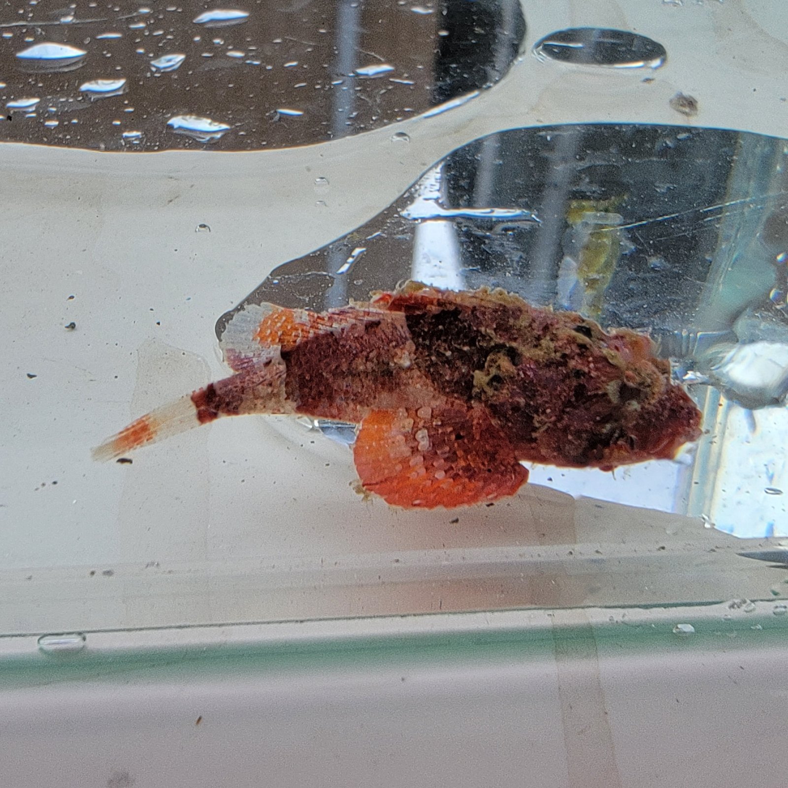 画像2: 《近海産海水魚》ヒメサツマカサゴ（画像の個体です）…ハンドコート採取