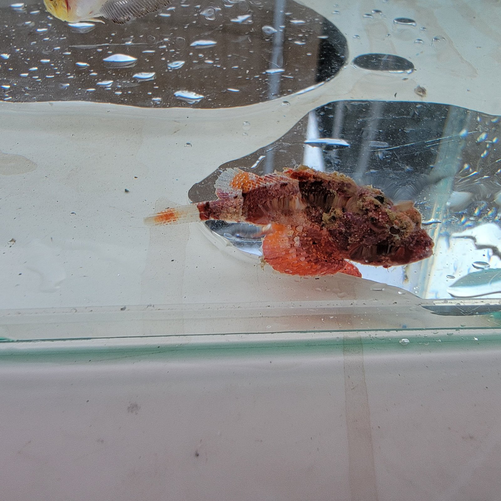 画像1: 《近海産海水魚》ヒメサツマカサゴ（画像の個体です）…ハンドコート採取