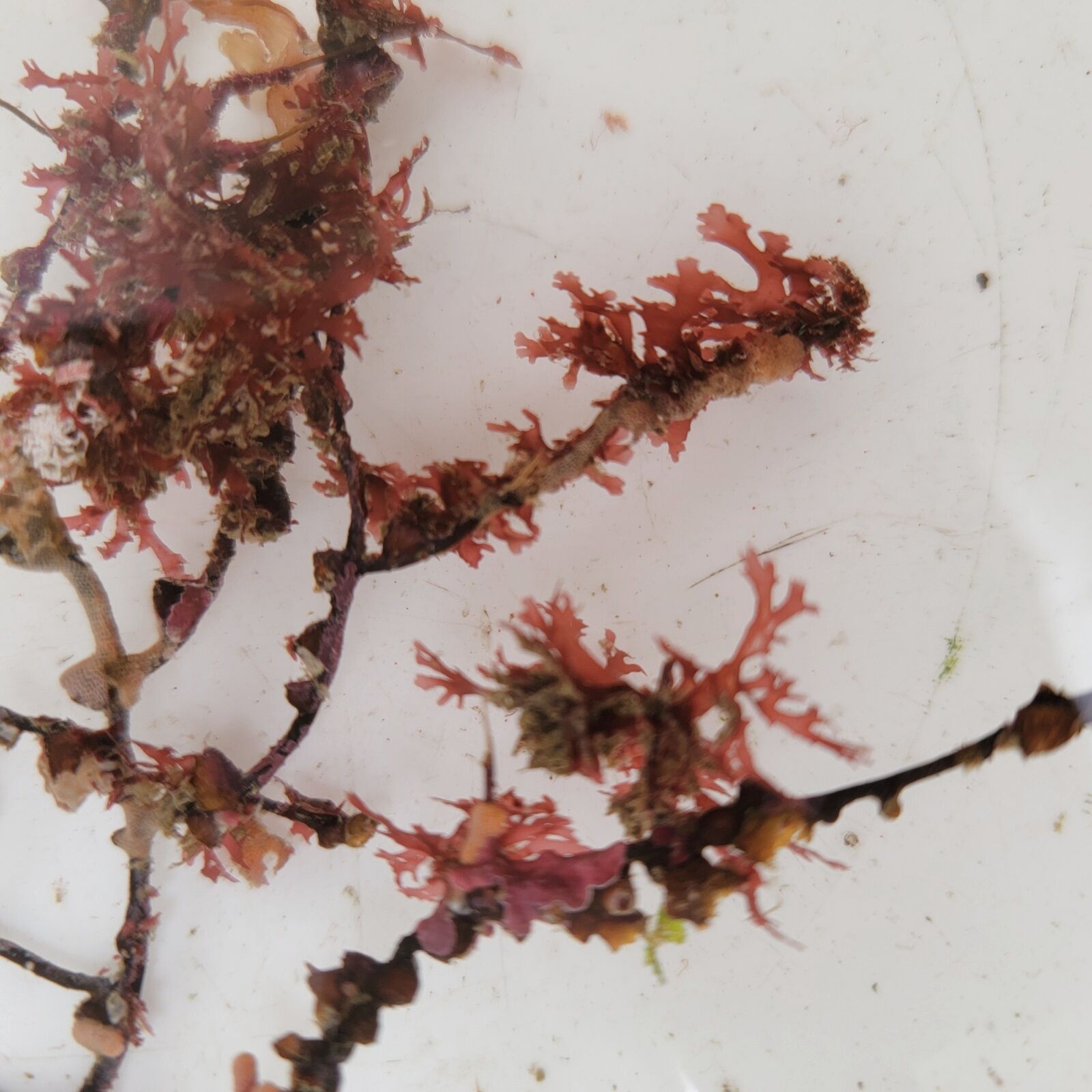 画像3: 《近海産海洋生物》朽ち木(画像の個体です)…海藻類、カイメン類活着