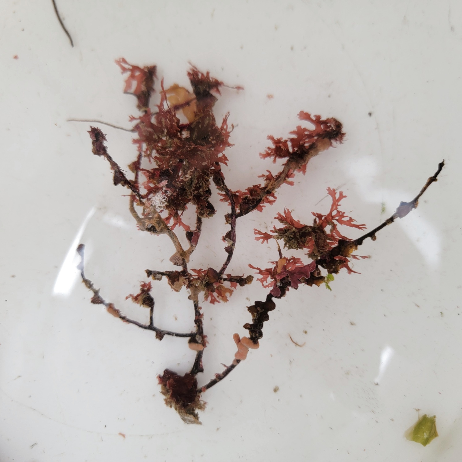 画像1: 《近海産海洋生物》朽ち木(画像の個体です)…海藻類、カイメン類活着