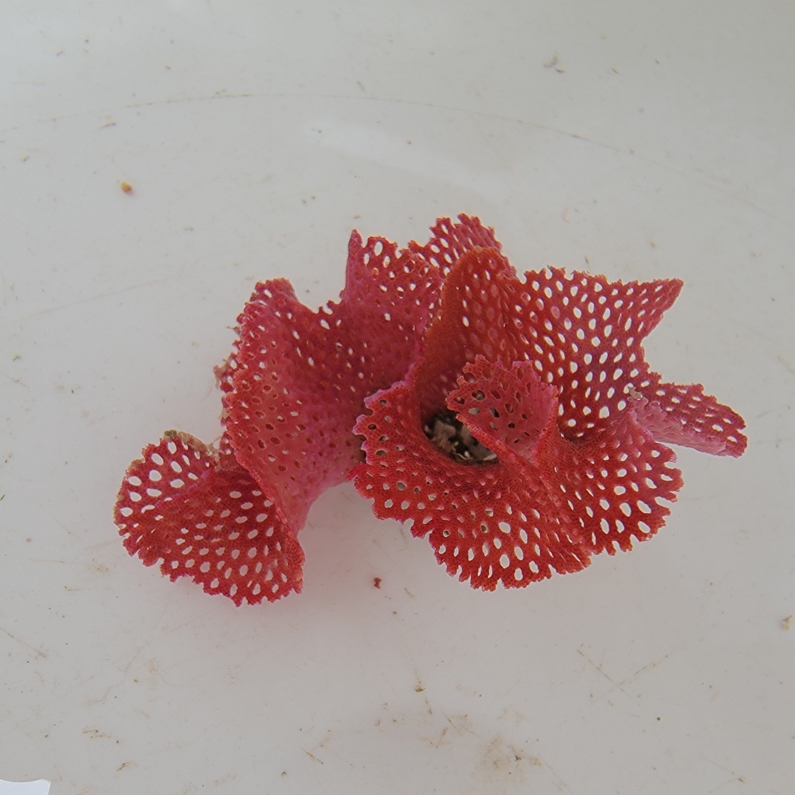 画像1: 《近海産海洋生物》ベニアミコケムシ（画像の個体です）…ハンドコート採取